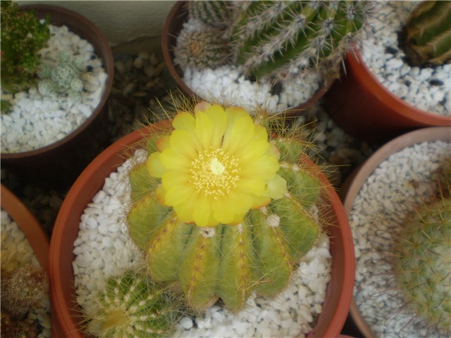 kaktus